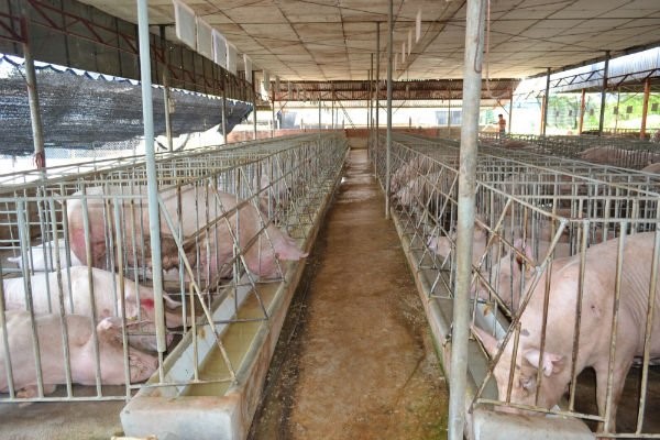 Kết quả h&igrave;nh ảnh cho h&igrave;nh &agrave;nh hồ sơ trại heo